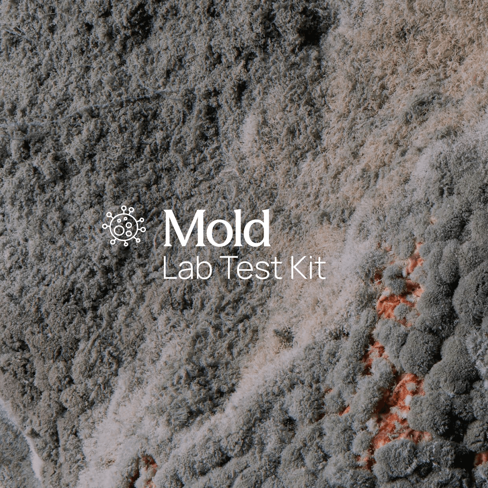 Mold and Fungus Surface Tape Test