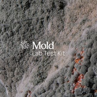 Mold & Fungus Swab